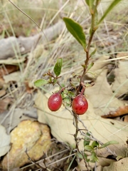 Ximenia parviflora (Ximenia parviflora)