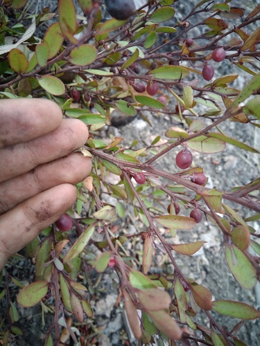 Ximenia parviflora (Ximenia parviflora)