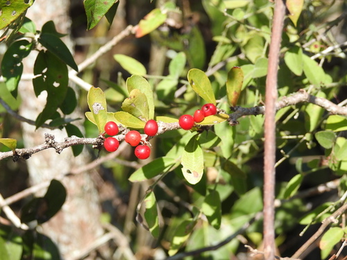 Ximenia parviflora (Ximenia parviflora)