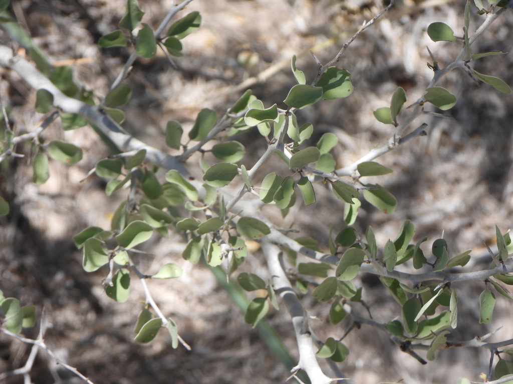 Ximenia perrieri (Ximenia perrieri)