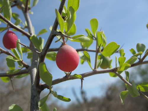 Ximenia pubescens (Ximenia pubescens)