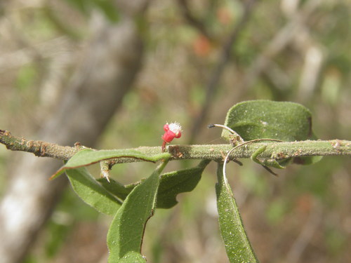 Ximenia pubescens (Ximenia pubescens)