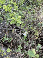 African dog rose (Xylotheca kraussiana)