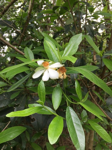 African dog rose (Xylotheca kraussiana)