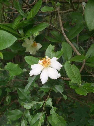 African dog rose (Xylotheca kraussiana)