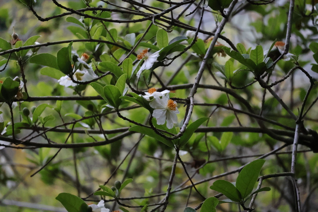 African dog rose (Xylotheca kraussiana)