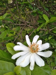 African dog rose (Xylotheca kraussiana)