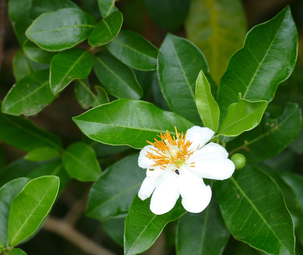 African dog rose: Eastern Shores, iSimangaliso Wetland Park, St Lucia, KwaZulu-Natal, SOUTH AFRICA
