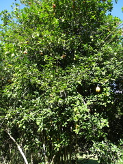 African dog rose (Xylotheca kraussiana)