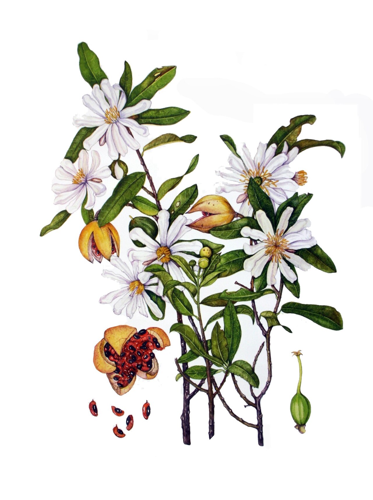 African dog rose: Xylotheca_kraussiana - painting by Barbara Pike, South African botanical painter