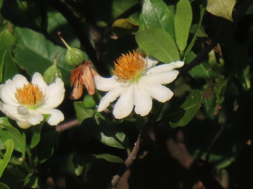 African dog rose (Xylotheca kraussiana)