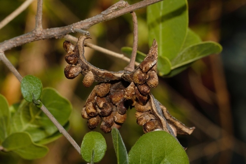 Xylotheca tettensis (Xylotheca tettensis)