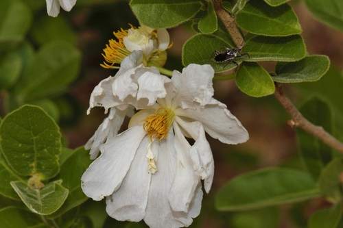 Xylotheca tettensis (Xylotheca tettensis)