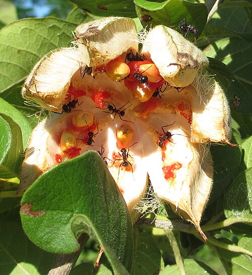 Xylotheca tettensis: Close to Pemba town in northern Mozambique. Family: Achariaceae.