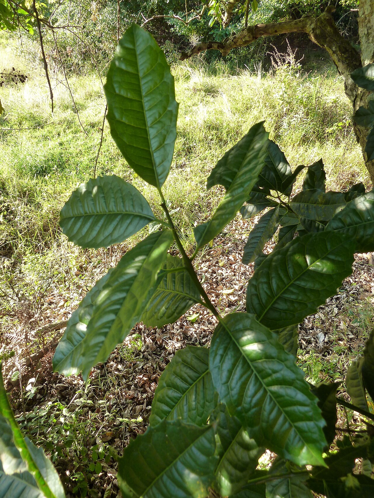 Xymalos monospora: Lemonwood, side shoot under canopy, near Louwsburg, KwaZulu-Natal. Note opposite arrangement of leaves.