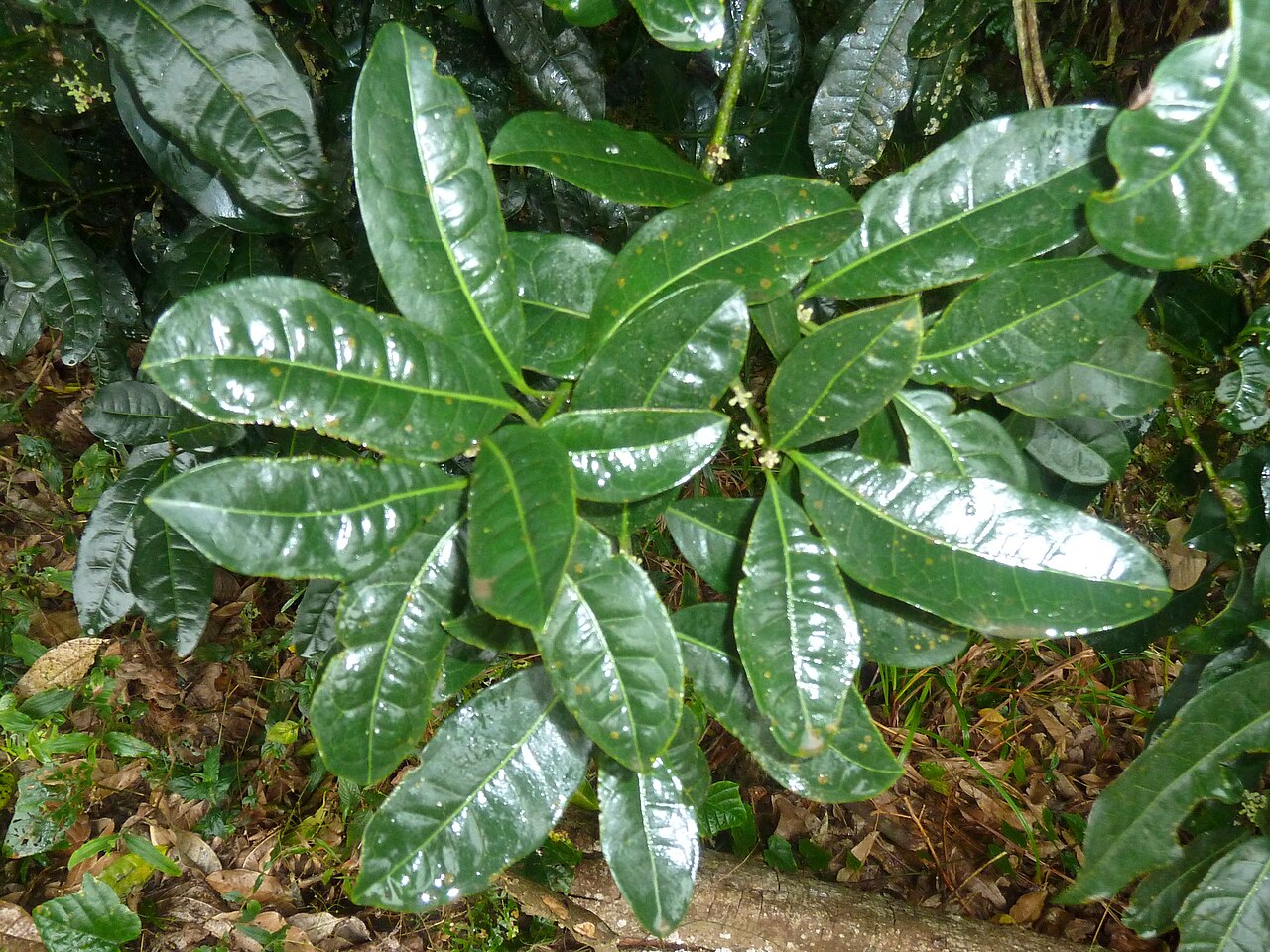 Xymalos monospora: Foliage of a Lemonwood in the Springside Nature Reserve in Hillcrest, KwaZulu-Natal