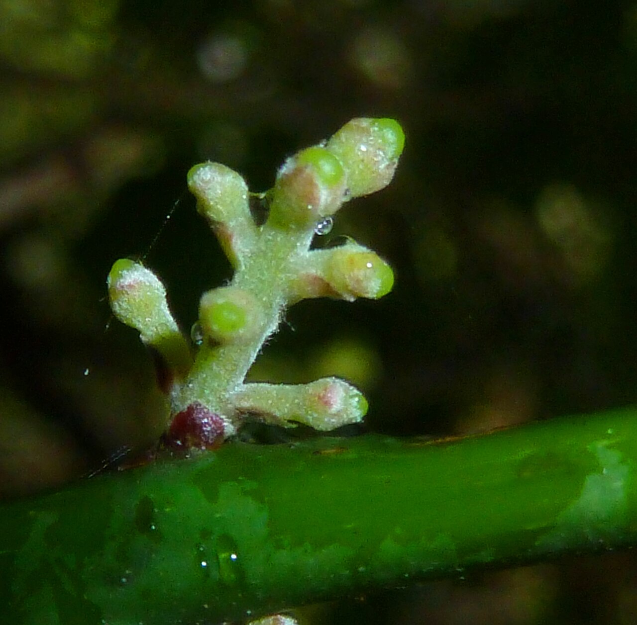 Xymalos monospora: Inflorescence of a Lemonwood in the Springside Nature Reserve in Hillcrest, KwaZulu-Natal