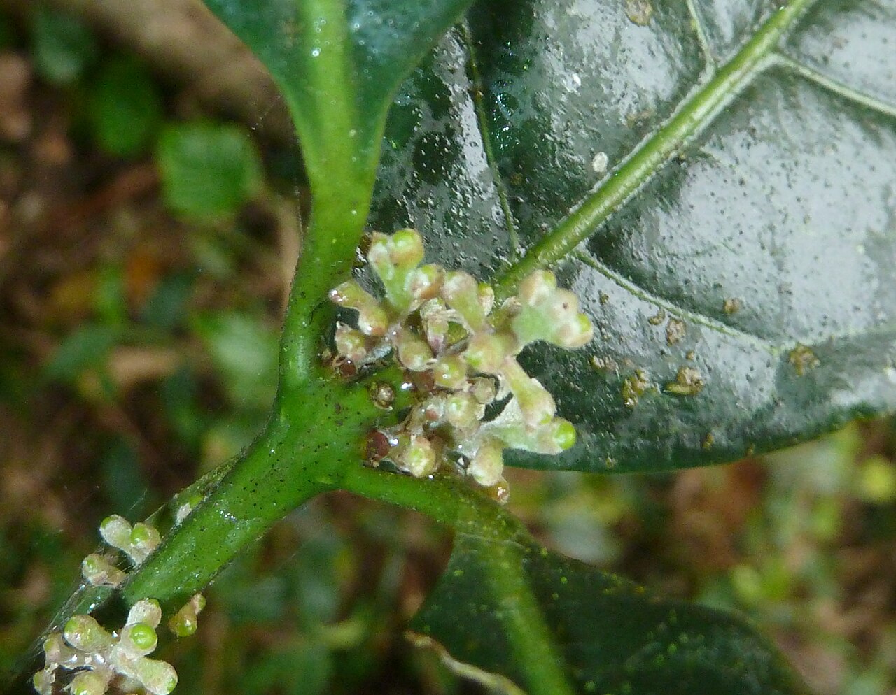 Xymalos monospora: Inflorescences of a Lemonwood in the Springside Nature Reserve in Hillcrest, KwaZulu-Natal