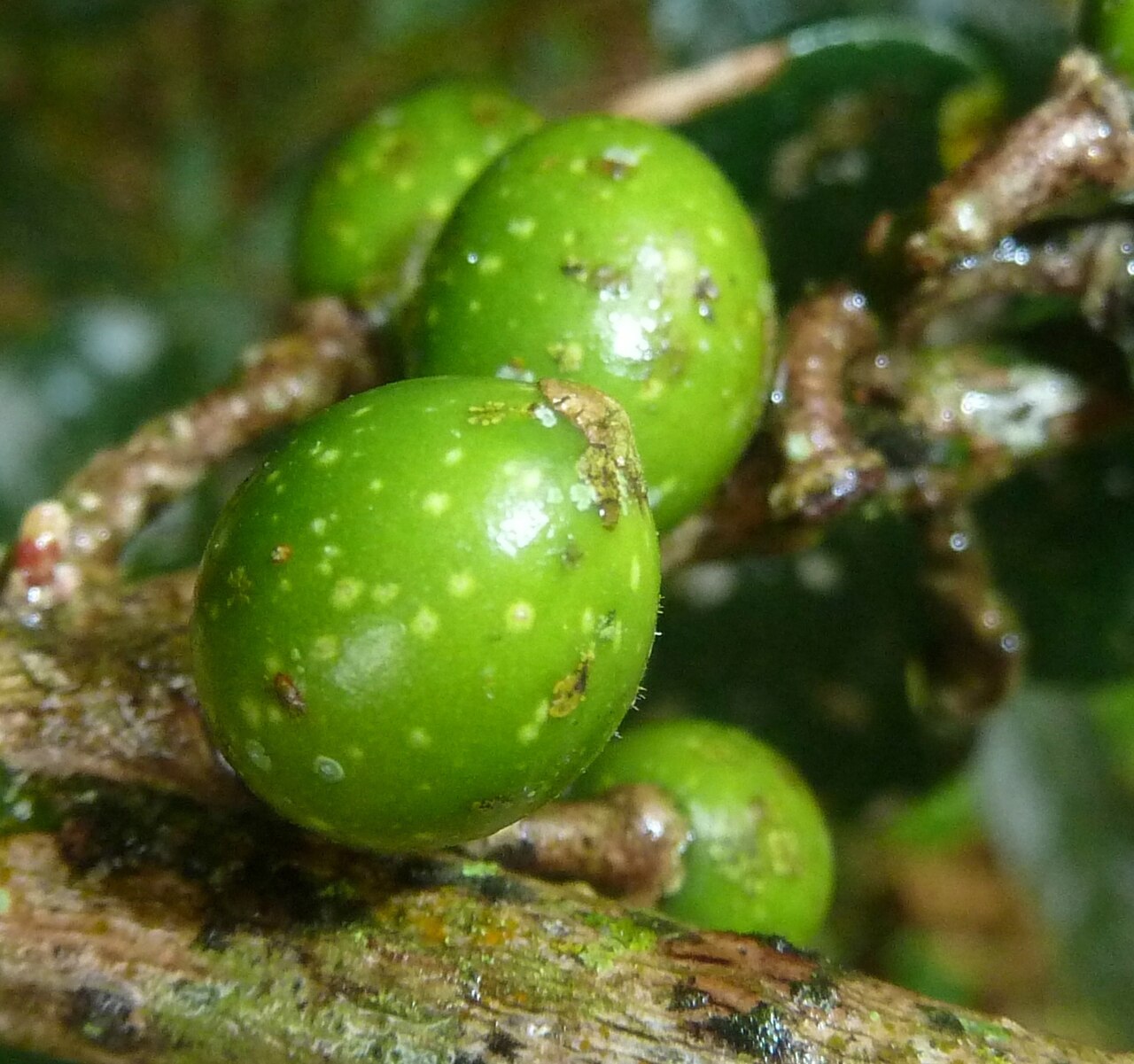 Xymalos monospora: Fruit of a Lemonwood in the Springside Nature Reserve in Hillcrest, KwaZulu-Natal