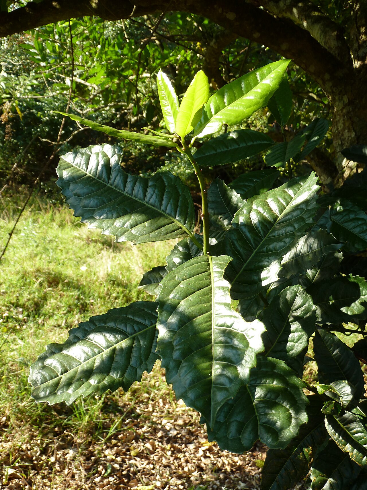 Xymalos monospora: Leaves of a Lemonwood, growing near a seepage at the head of a gully, near Louwsburg, KwaZulu-Natal. Note opposite arrangement of leaves.