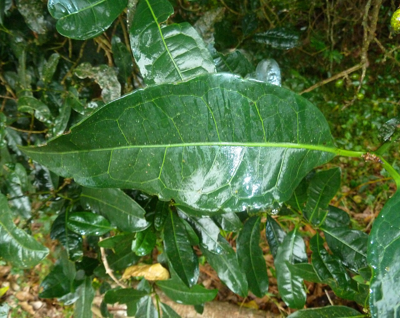 Xymalos monospora: Leaf of a Lemonwood in the Springside Nature Reserve in Hillcrest, KwaZulu-Natal