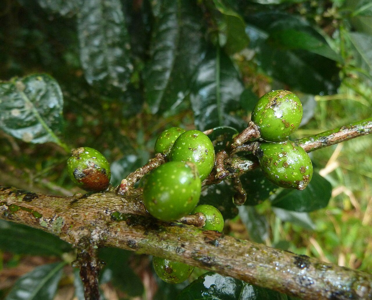 Xymalos monospora: Fruit of a Lemonwood in the Springside Nature Reserve in Hillcrest, KwaZulu-Natal