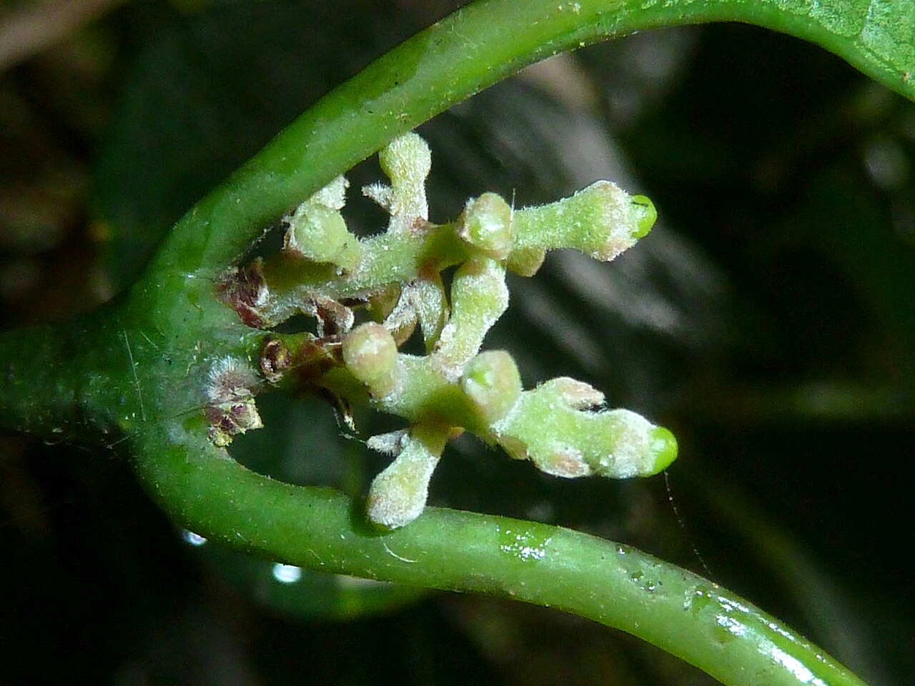 Xymalos monospora: Inflorescence of a Lemonwood in the Springside Nature Reserve in Hillcrest, KwaZulu-Natal