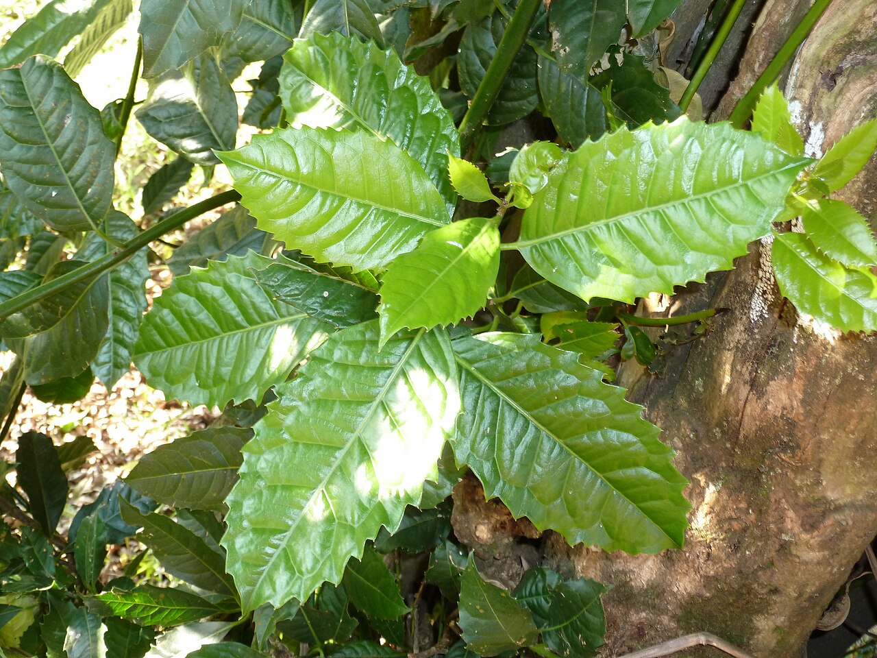 Xymalos monospora: Young shoot of a Lemonwood, near a seepage at the head of a gully, near Louwsburg, KwaZulu-Natal