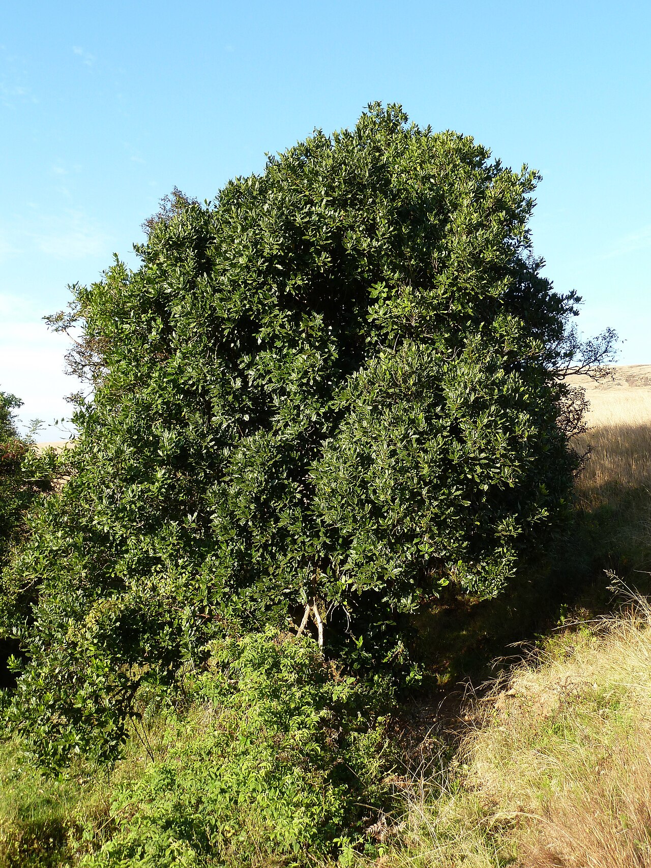 Xymalos monospora: Habit of a Lemonwood, near Louwsburg, KwaZulu-Natal