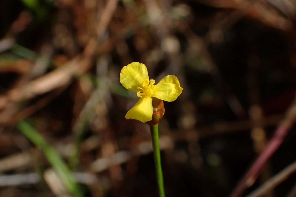 Savannah yelloweyed grass (Xyris flabelliformis)