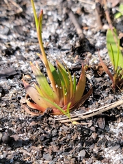 Savannah yelloweyed grass (Xyris flabelliformis)