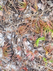 Savannah yelloweyed grass (Xyris flabelliformis)