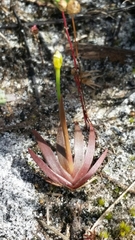Savannah yelloweyed grass (Xyris flabelliformis)
