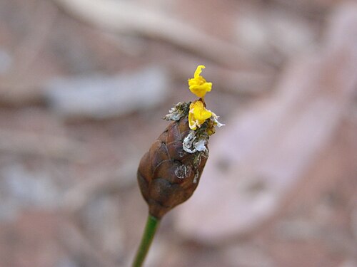 Xyris hymenachne: Xyris hymenachne - XYRIDACEAE - Jardim Botânico de Brasília - DF - Brasil
