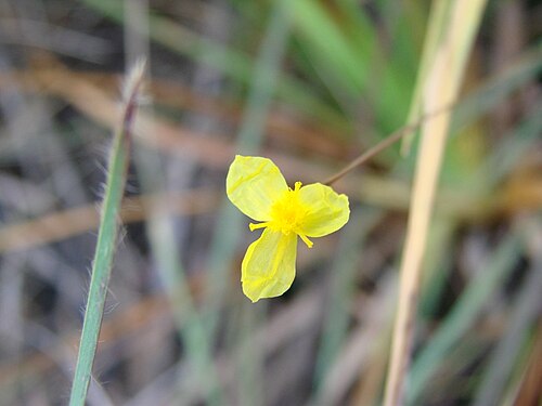 Xyris hymenachne: Xyris hymenachne - XYRIDACEAE - Jardim Botânico de Brasília - DF - Brasil