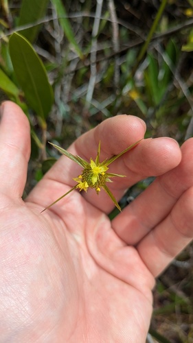 Xyris involucrata (Xyris involucrata)