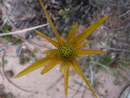 Xyris involucrata (Xyris involucrata)