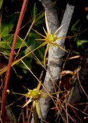 Xyris involucrata (Xyris involucrata)