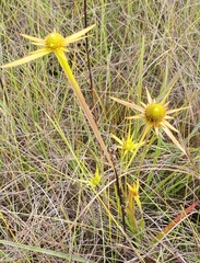 Xyris involucrata (Xyris involucrata)