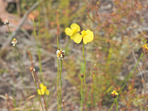 Xyris juncea (Xyris juncea)