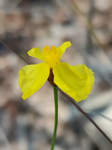 Xyris juncea (Xyris juncea)