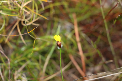 Xyris juncea (Xyris juncea)