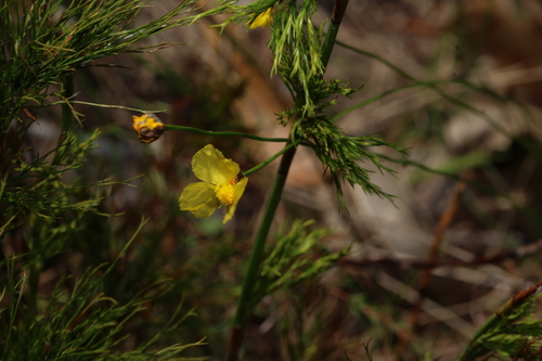 Xyris juncea (Xyris juncea)