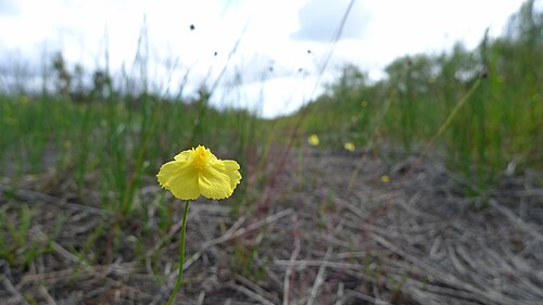 Xyris juncea: Dwarf Yellow-eye, possibly Xyris juncea , growing in swampy sandy soil. Limeburners Creek National Park, NSW Australia, January 2014.