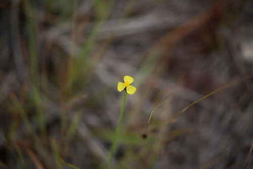 Xyris juncea (Xyris juncea)