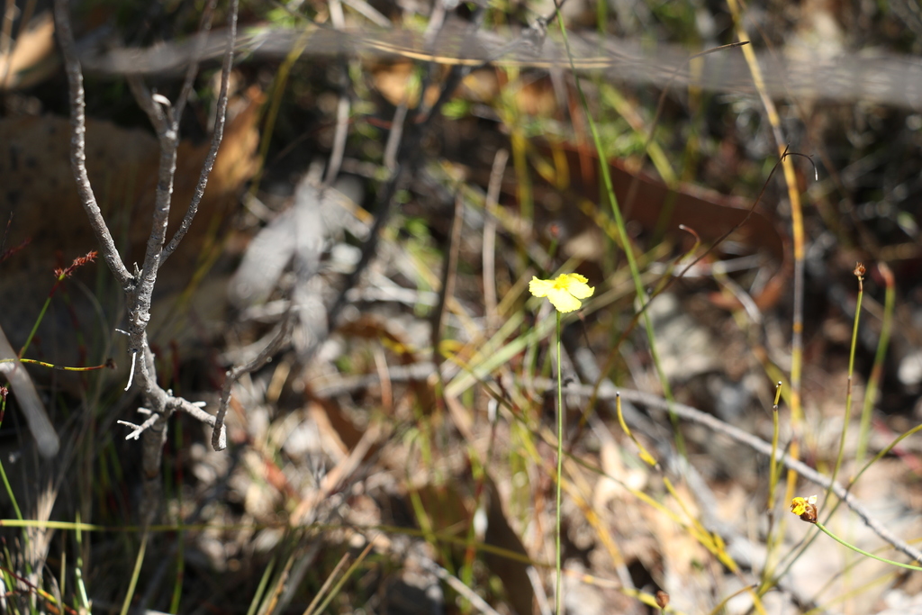 Xyris juncea (Xyris juncea)