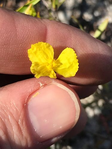 Xyris juncea (Xyris juncea)