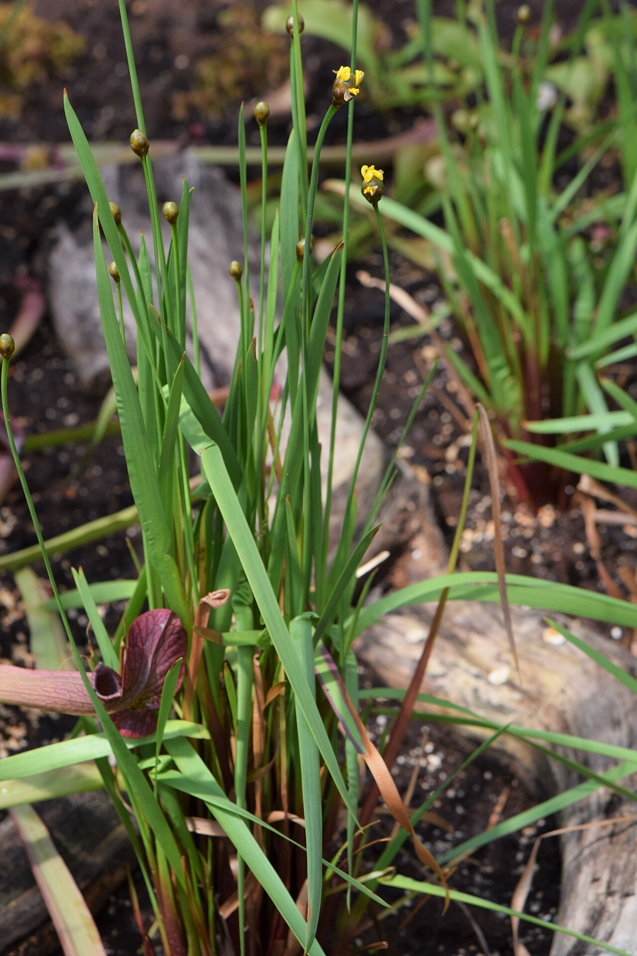 Laxleaf yelloweyed grass: Xyris laxifolia in the Botanischer Garten, Berlin-Dahlem
