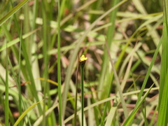Laxleaf yelloweyed grass (Xyris laxifolia)