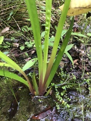 Laxleaf yelloweyed grass (Xyris laxifolia)